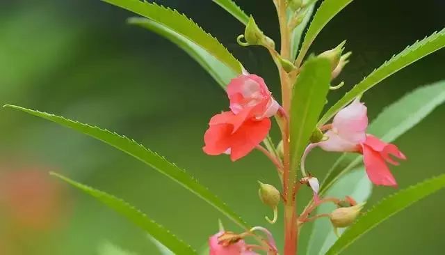 花木草堂 | 凤仙花,染在指尖的童年记忆