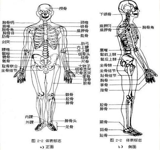 中医按摩之人体部位名称及体表标志有哪些?_肩胛骨