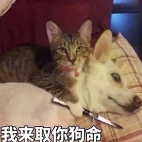 自问多年来对主人忠心耿耿 看家护院尽心尽责 摇尾巴献媚的事儿也没