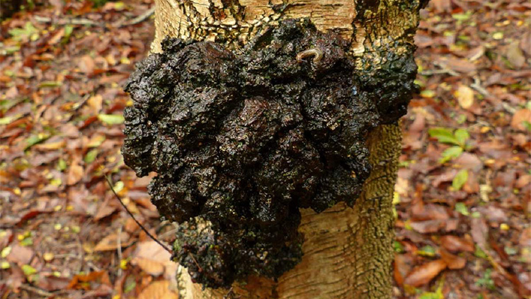 高山上的小路曲谱