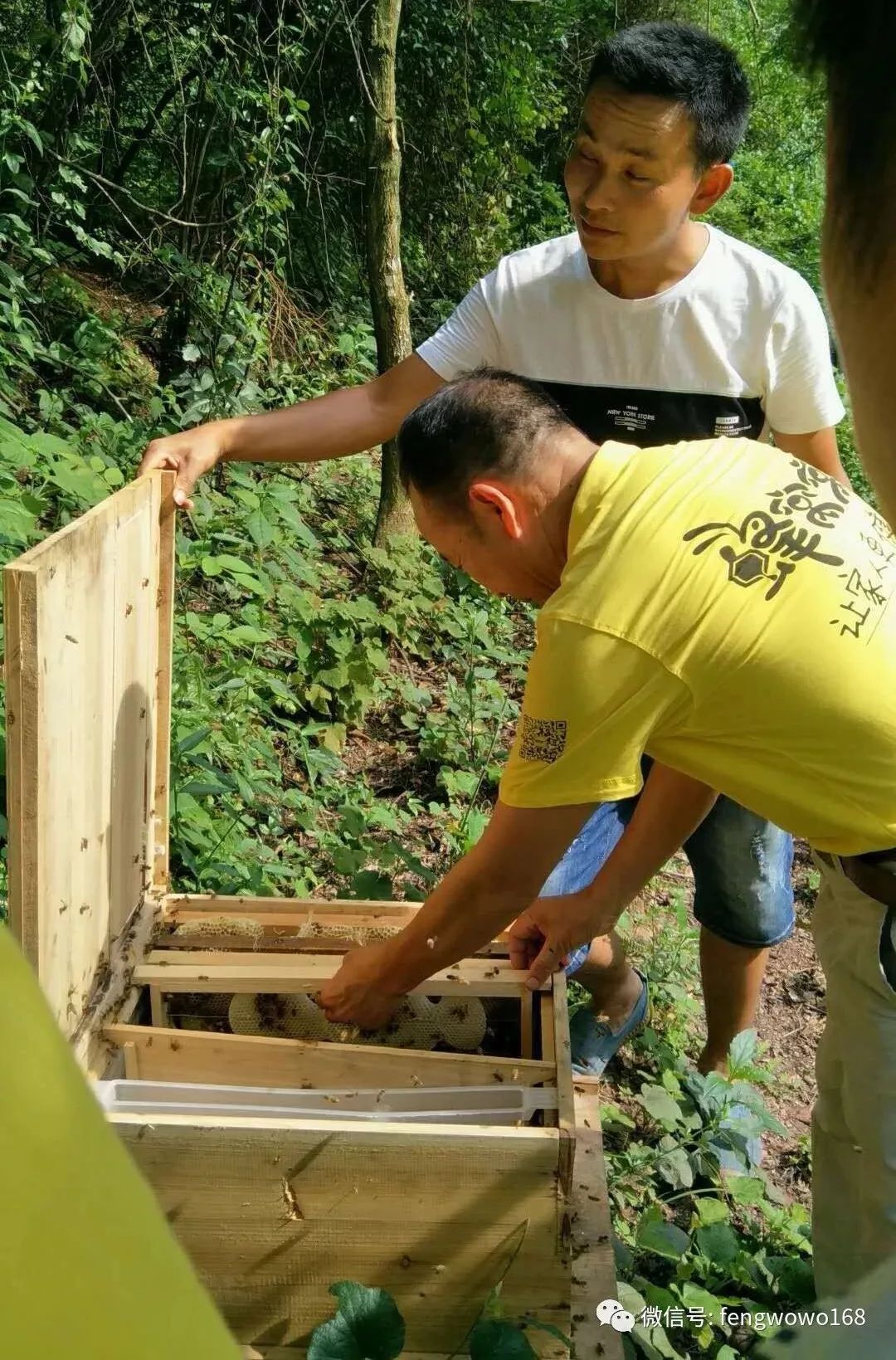 中华蜜蜂养殖夏季管理要领