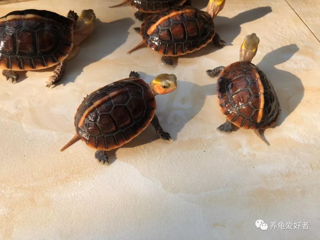 世界上哪种乌龟最大？