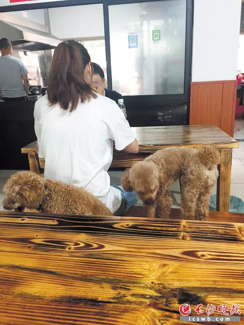 遛狗不牵绳,市民心慌慌丨“狗趣”何以成“狗患”? 新金沙在线