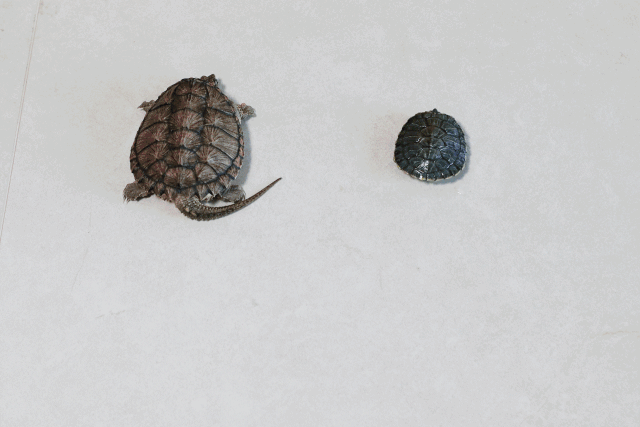 壁纸 动物 龟 昆虫 桌面 640_427 gif 动态图 动图
