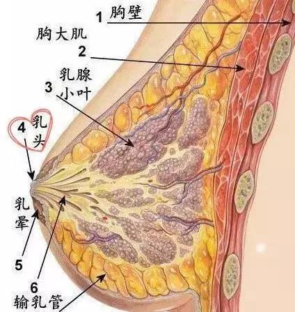 哪种丰胸效果好?