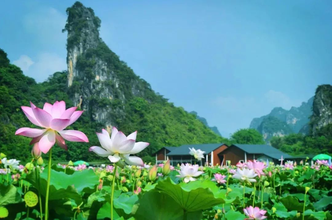 蓝天下延绵起伏的峰林,与成片的荷花海交                   夏日生机