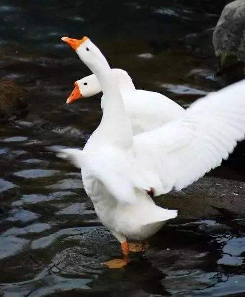 3755d47a19054b879928ce26aa077bbd.jpeg