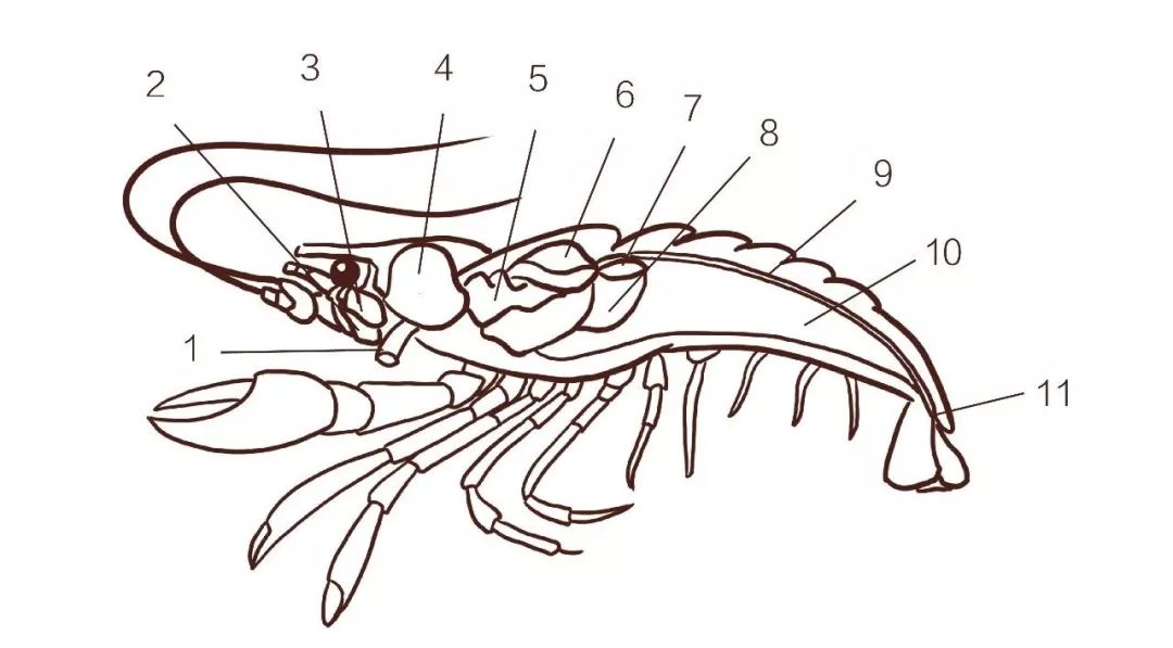 我们先来看一张小龙虾的生理结构01小龙虾怎么吃?