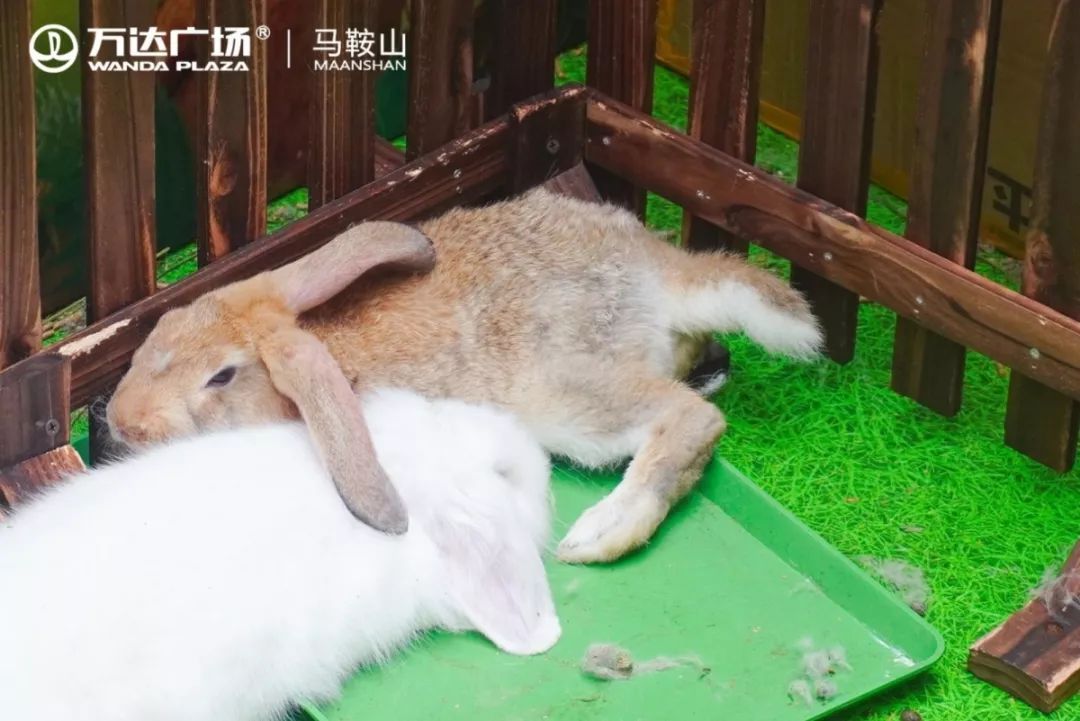 粉红豹动物 42d64258fe484567bcca3c59baeb7564.jpeg