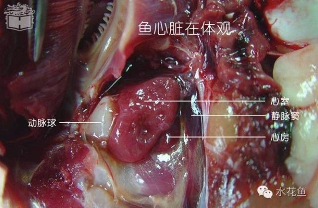 认识鱼类的外部形态结构与内部器官组成