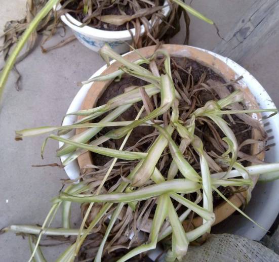 富贵竹叶子发黄怎么救已有根 49c10b32546c4fa4b396bacce6f3c16d.jpeg