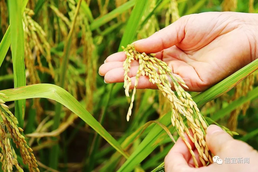 信宜绿色高效水稻种植助推乡村振兴_种业