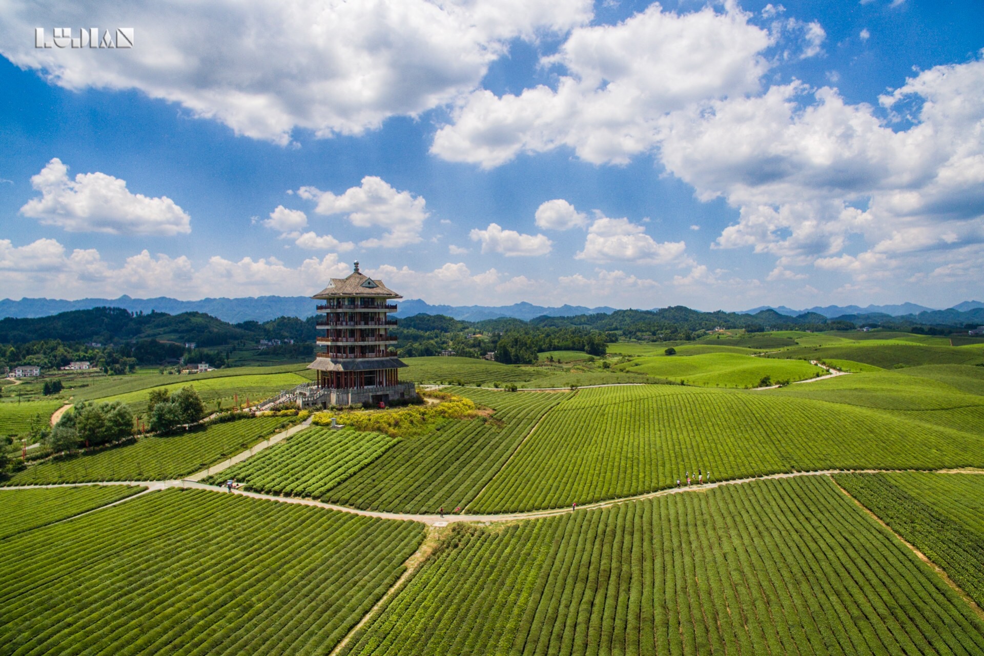 世界上最大的茶海,其实在贵州湄潭县