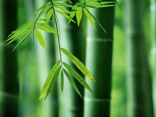 逝者如斯夫,不舍昼夜_青竹