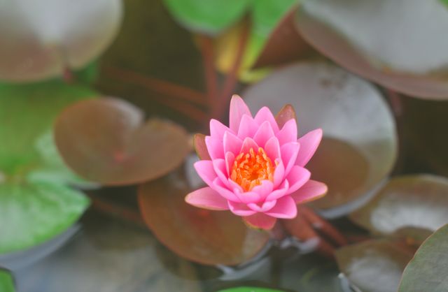做人:高在忍,贵在让,善在心 澳门皇冠游戏