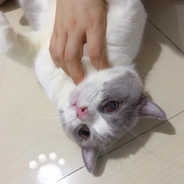 猫是适合一天喂几顿还是适合24小时放着猫粮在碗里? 澳门葡京真人网站