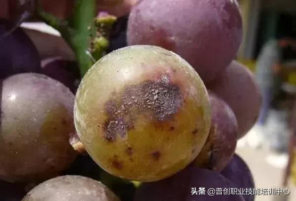 小火龙果实推荐 5d2fe49615264bb185721025c5098d6b.jpeg