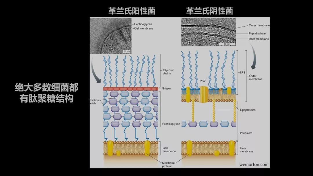 细菌的肽聚糖结构非常保守,它在革兰氏阳性菌,阴性菌中都有分布.