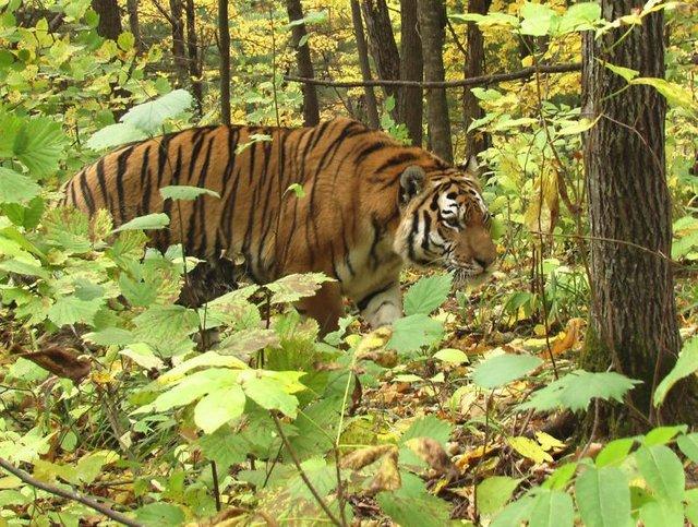 生死存亡仅系一线的超级大猫东北虎