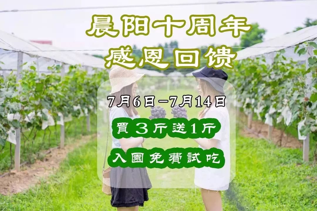 昨天,小编得知一个周末游玩好去处 晨阳葡萄园的葡萄熟啦 7月6号(本