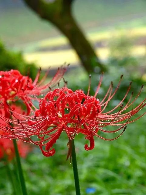 彼岸花美极了赶紧收藏