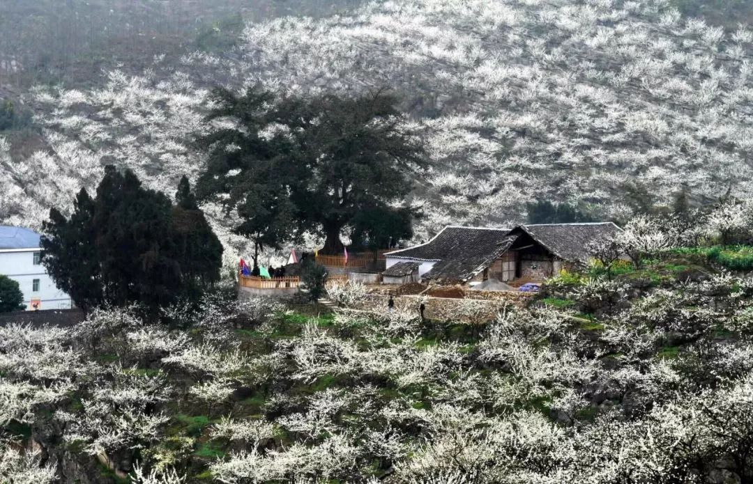 幸福花开"石头村" ——筠连县春风村改革转型发展典型