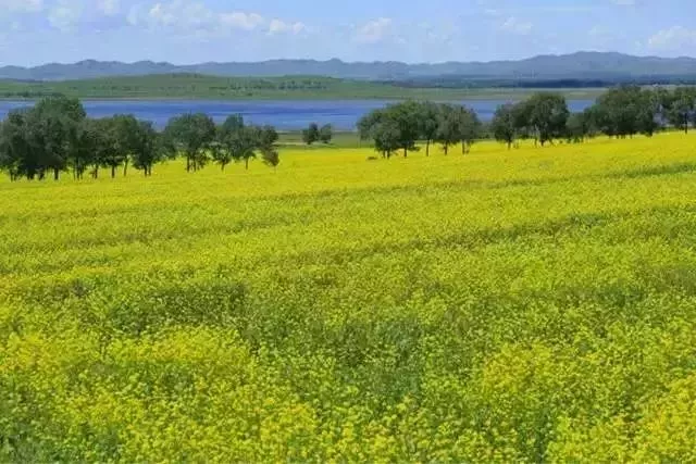 夏天能种油菜花吗 99c5481d1bbe4710bbaca0d20df5f90a.png