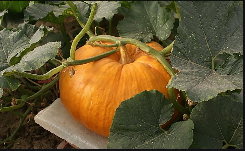 现在能种小南瓜吗 9b02316b3d314651a06f2d40297eb5f7.jpeg