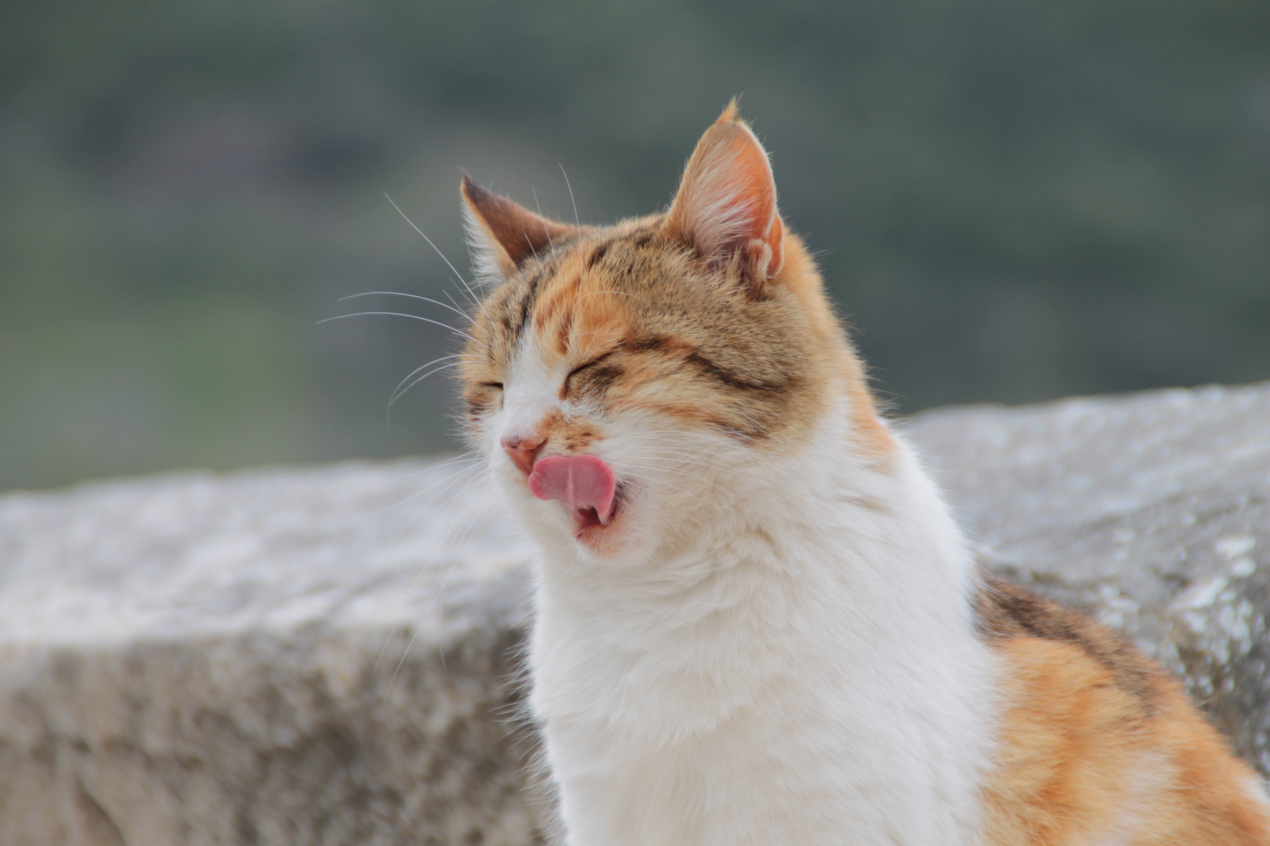 猫咪不爱吃猫粮怎么办