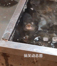 【搞笑gif动态图】老公,来给你敷个面膜!哥们,目测你这表情有点痛苦啊
