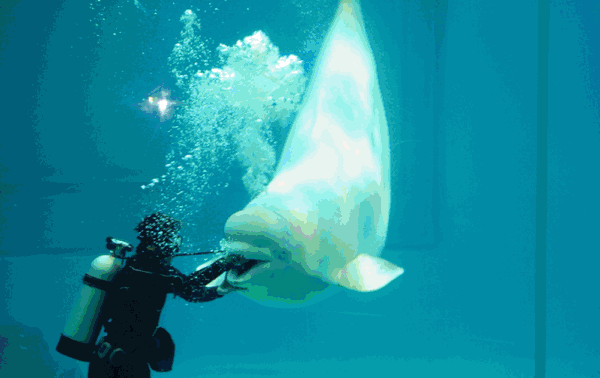 带你穿越五大海 开心看遍四大洋 极地馆,水族馆,鲨鱼馆, 梦幻水母馆