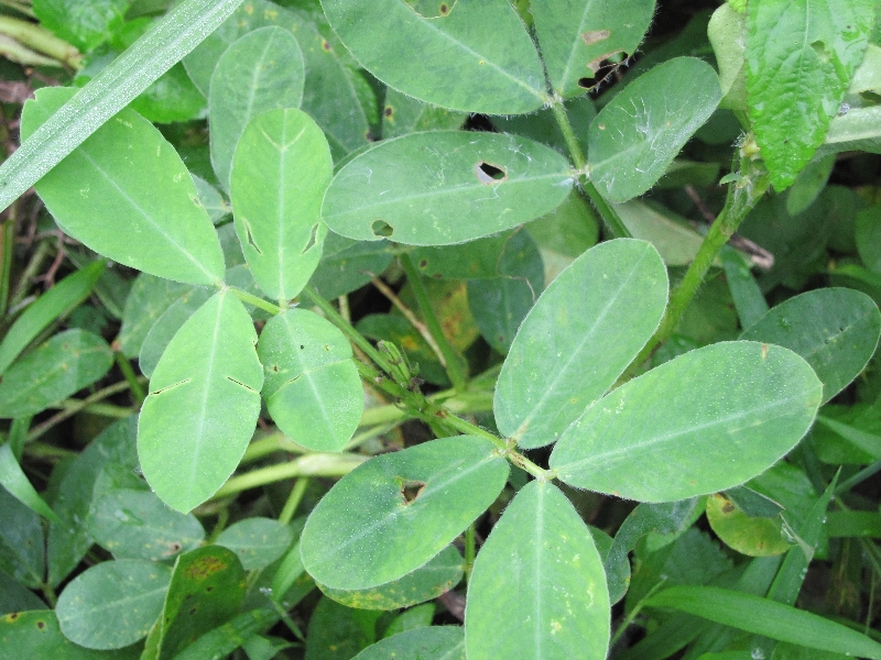 花生枝叶治失眠的原理_花生叶子可以治疗失眠