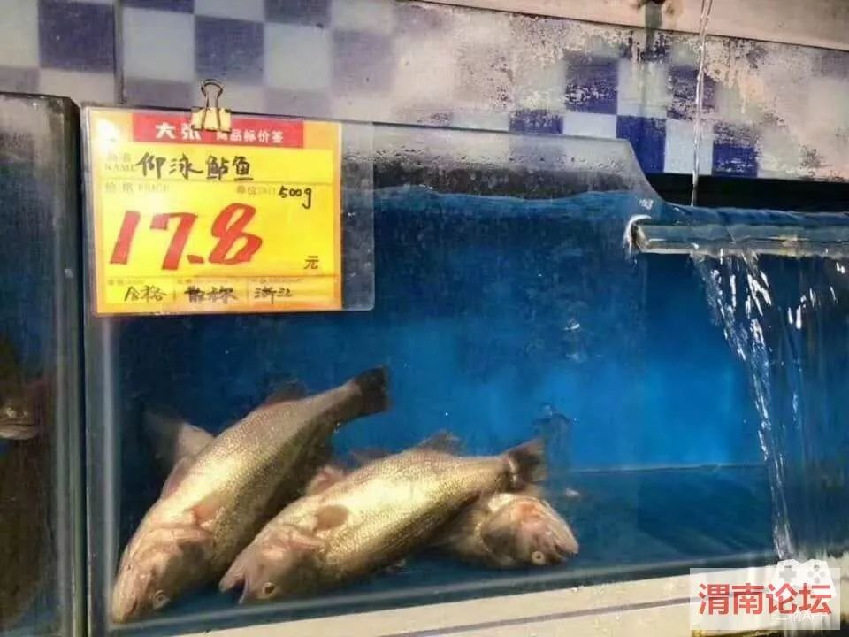 淘淘张: 仰泳鲈鱼,这名字起的,这是吾悦广场永辉超市的仰泳鲈鱼,也不