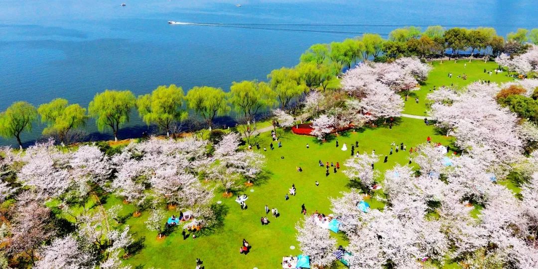 瓜渚湖边樱花旺(单明铭 摄)