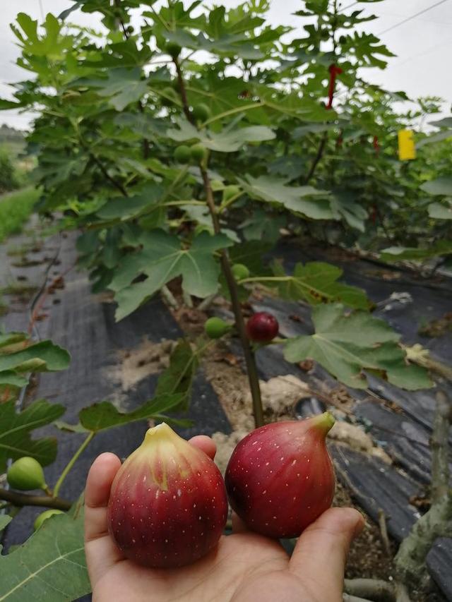 这里的无花果是波姬红品种