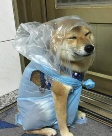 用塑料袋给柴犬做雨衣,狗狗瞬间不开心:别把垃圾袋套我头上