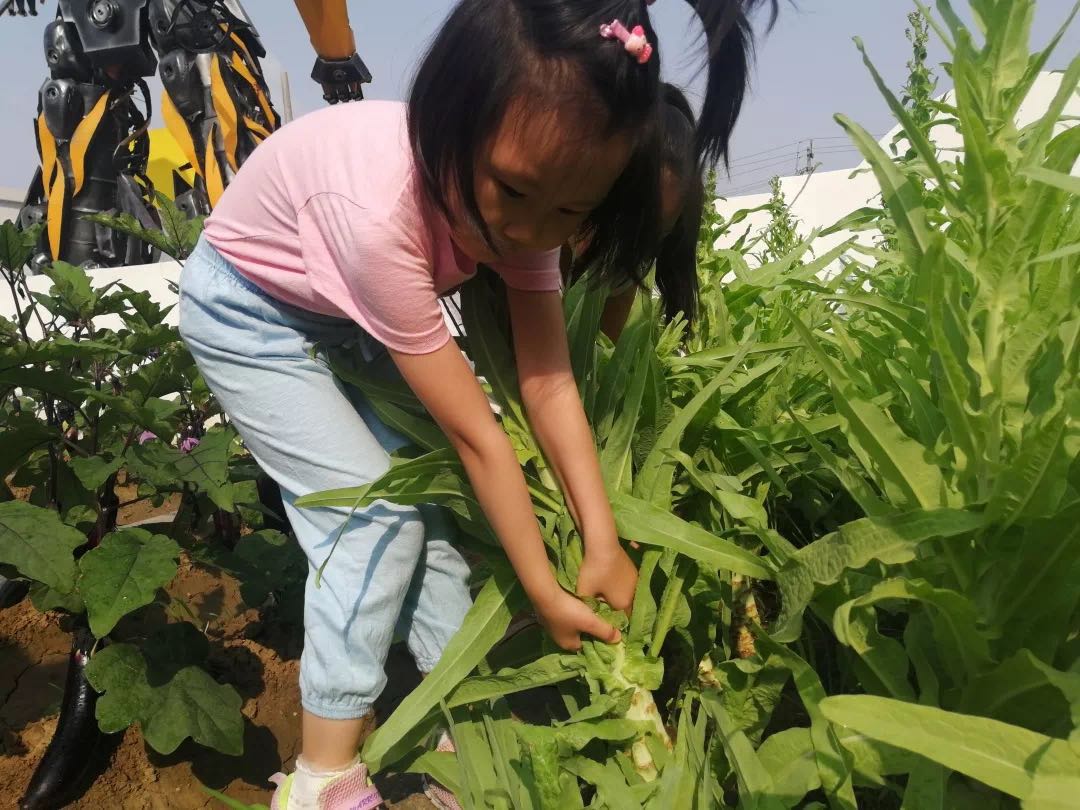 幼儿园开辟小菜园 农业教育从学龄前开始