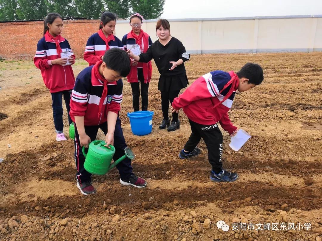 河南安阳市文峰区东风小学首届劳动实践基地成果收获活动