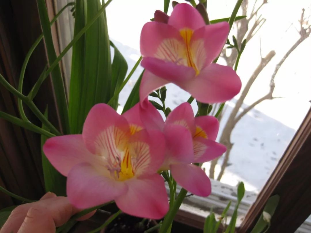 春季开花特优雅的香雪兰,花朵看着就想摘,香味还特好闻
