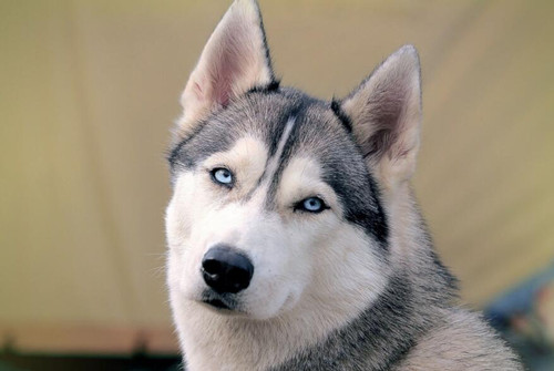 狗狗毛发粗糙没光泽 e99d4d957de44402924c14da2e62a319.jpeg