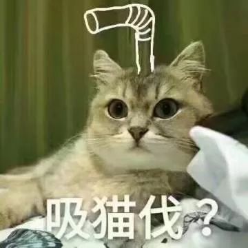 吸猫的科学依据：撸猫有助于缓解老年痴呆！