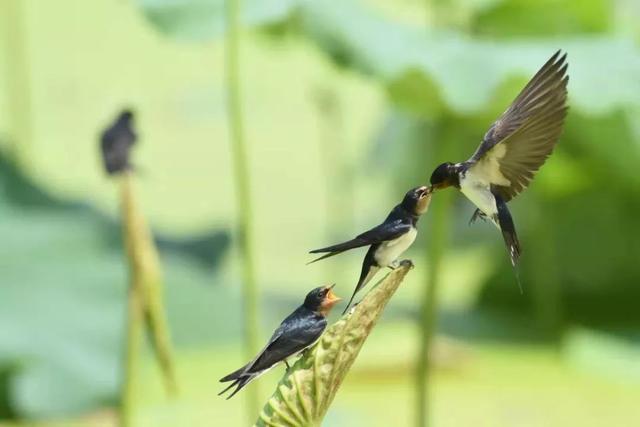 巢鸟什么成语_成语故事手抄报(3)