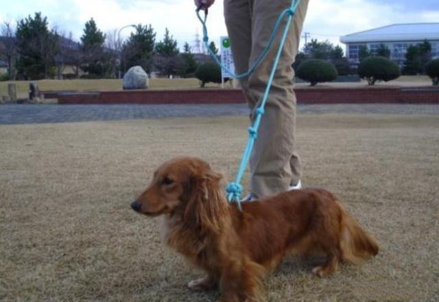 狗狗养多久才懂事 f14c4f20cfca4c5690073349c45d4c52.jpeg