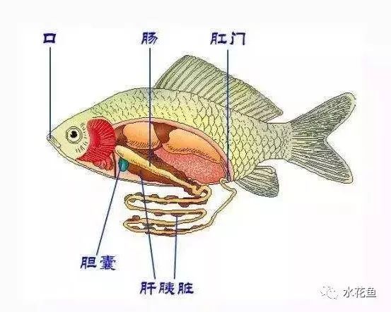 认识鱼类的外部形态结构与内部器官组成