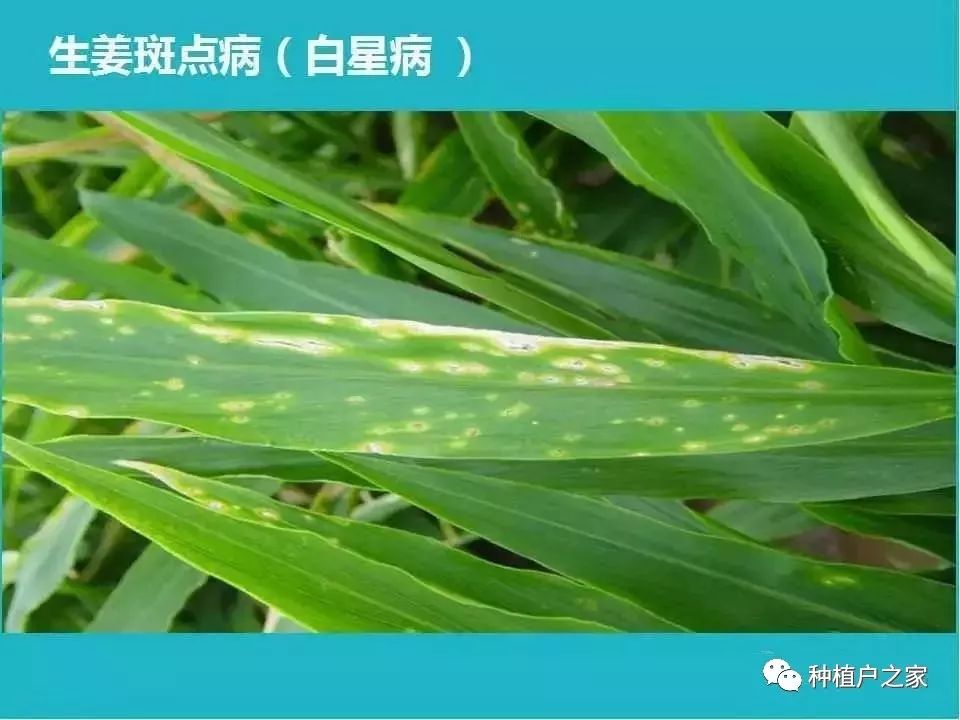 生姜越夏管理丨高温高湿易发病虫害注意防治