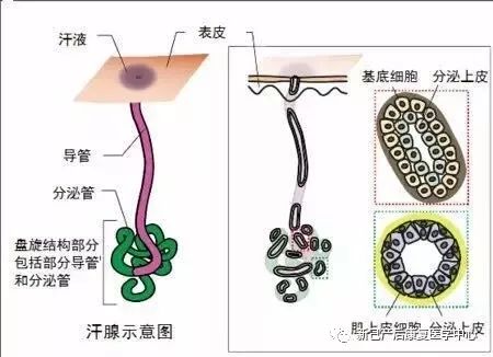 和乳腺一样,汗腺分泌小管和导管周围围绕着一些肌上皮细胞,这些细胞