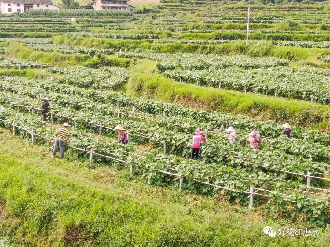 近期,正是龙须菜采摘时节,摆金镇立新村龙须菜种植基地里,400多亩