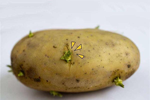 发芽的土豆有毒不能吃!为什么发芽的红薯,大蒜又可以吃呢?
