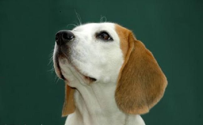 犬种智商排名_中华田园犬智商排名