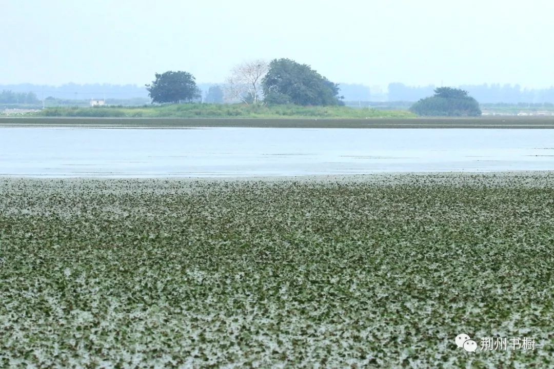 荆州湿地菱角湖总算来了可以称作一群的白鹭